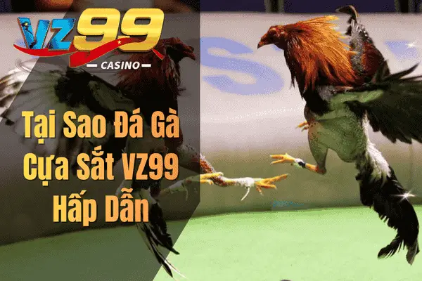 Tại Sao Đá Gà Cựa Sắt VZ99 Hấp Dẫn